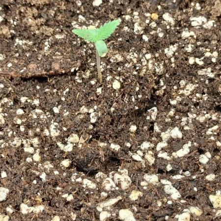 Animal Mints Cogolandia Bulk Winter 25