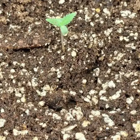 Animal Mints Cogolandia Bulk Winter 25