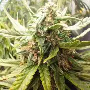 Winter Auto -42 Buds-Purple Lemonade