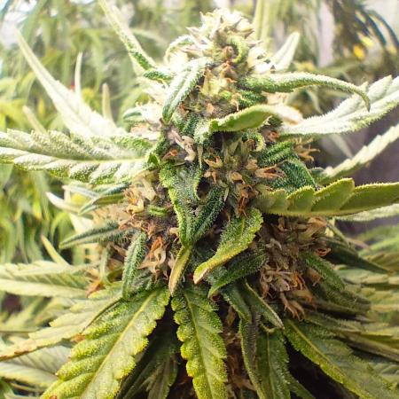 Winter Auto -42 Buds-Purple Lemonade