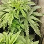 Apricot Candy- Paradise Seeds Bulk 2025