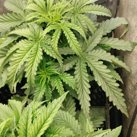 Apricot Candy- Paradise Seeds Bulk 2025