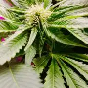 Txomango Winter Season 2025