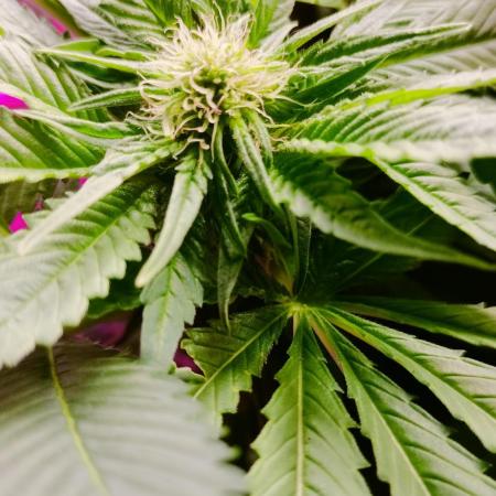 Txomango Winter Season 2025