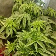 Apricot Candy- Paradise Seeds Bulk 2025