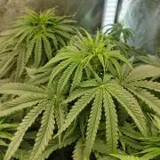 Animal Mints Cogolandia Bulk Winter 25