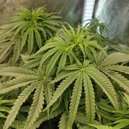 Animal Mints Cogolandia Bulk Winter 25