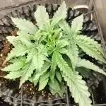 Apricot Candy- Paradise Seeds Bulk 2025