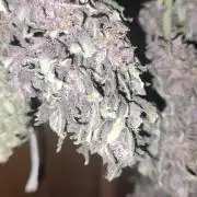 Winter Auto-42 Buds-Lemon Cherry Cookies