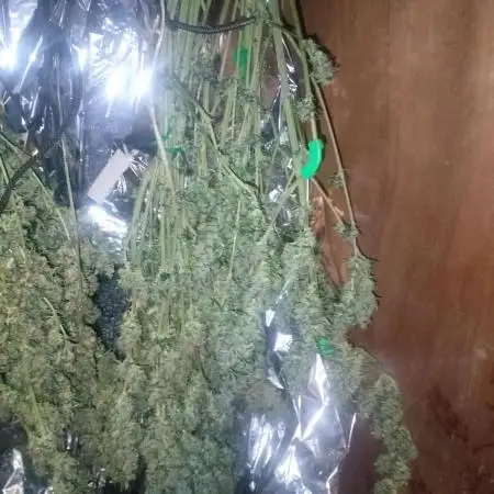Indica Summers Season 2025