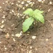 Winter Auto-42 Buds-Lemon Cherry Cookies