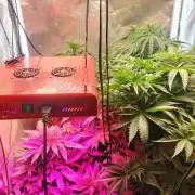 Fast Seeds Winter Season 2025