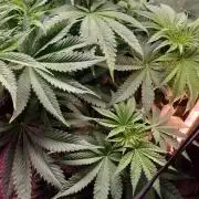 Txomango Winter Season 2025