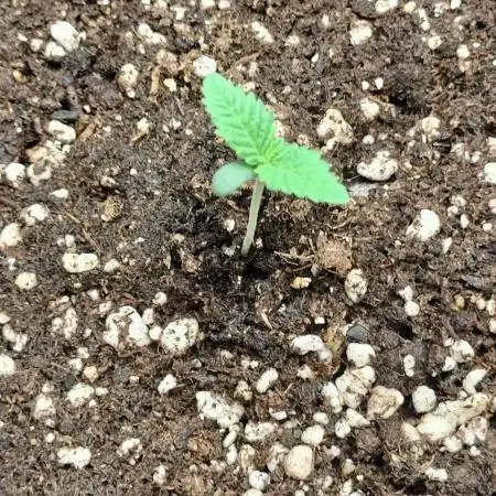 Apricot Candy  Cogolandia  Winter 2025