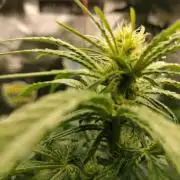 Animal Mints Cogolandia Bulk Winter 25