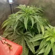 Animal Mints Cogolandia Bulk Winter 25