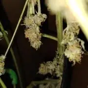 Fast Seeds Winter Season 2025