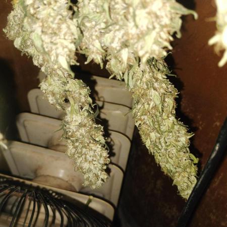 Apricot Candy- Paradise Seeds Bulk 2025