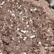 Winter Auto -42 Buds-Purple Lemonade