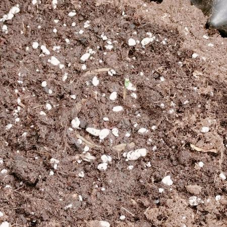 Winter Auto -42 Buds-Purple Lemonade