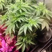 Txomango Winter Season 2025