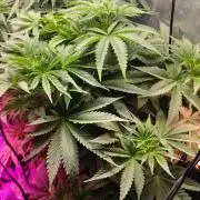 Txomango Winter Season 2025