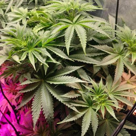 Txomango Winter Season 2025