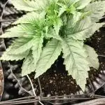 Txomango Winter Season 2025