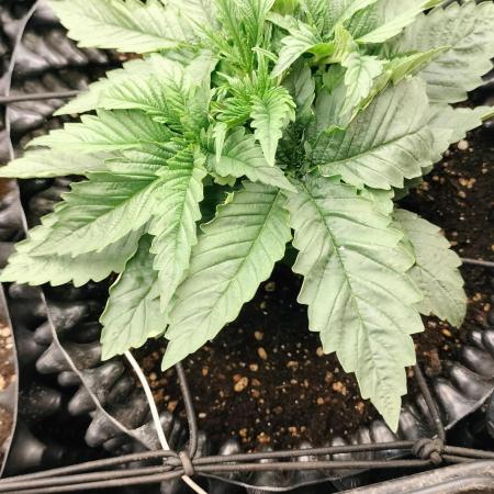 Txomango Winter Season 2025