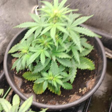 Inter Season Auto - Budha Tangie Auto