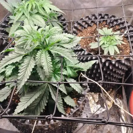 Indica Summers Season 2025