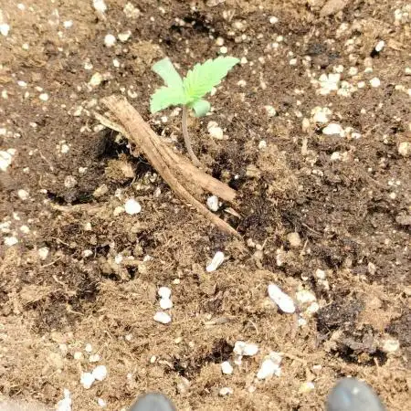 Txomango Winter Season 2025