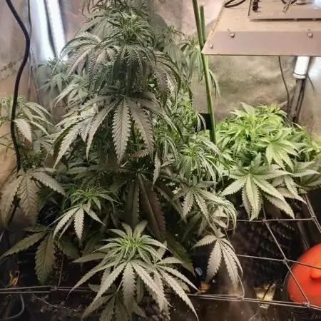 Indica Summers Season 2025