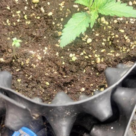 Fast Seeds Winter Season 2025