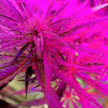 Fast Seeds Winter Season 2025