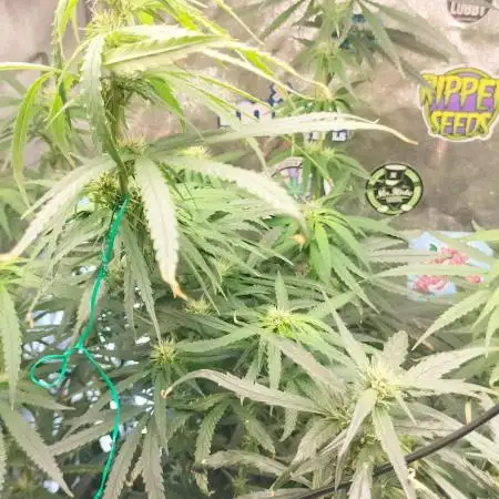 Indica Summers Season 2025
