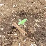 Txomango Winter Season 2025