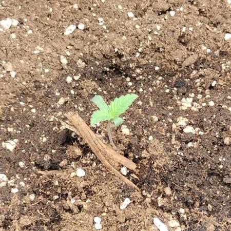 Txomango Winter Season 2025