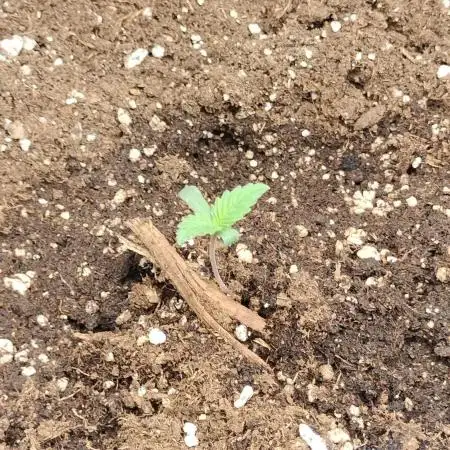 Txomango Winter Season 2025