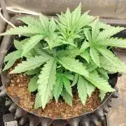 Winter Auto -42 Buds-Purple Lemonade