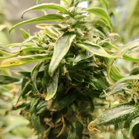 Indica Summers Season 2025