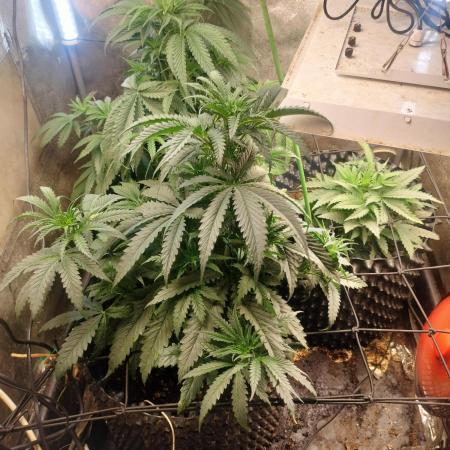 Indica Summers Season 2025