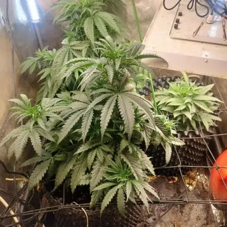 Indica Summers Season 2025
