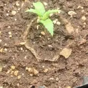 Auto Winter Season-42Buds-Auto Zkittlez