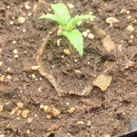 Auto Winter Season-42Buds-Auto Zkittlez