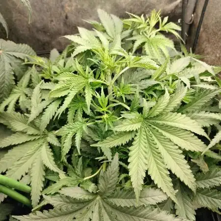 Indica Summers Season 2025