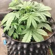 Winter Auto-42 Buds-Lemon Cherry Cookies