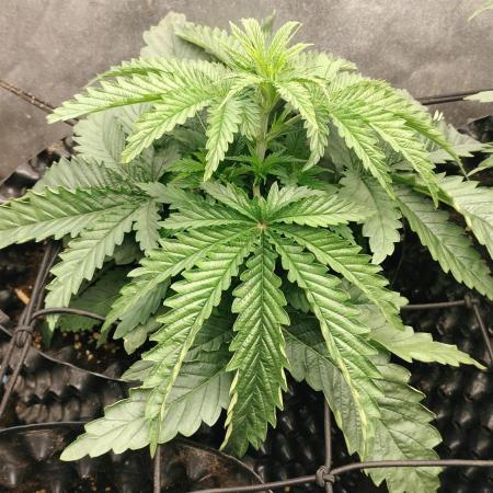 Animal Mints Cogolandia Bulk Winter 25