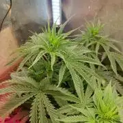 Apricot Candy- Paradise Seeds Bulk 2025