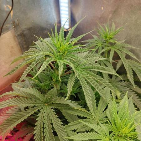 Apricot Candy- Paradise Seeds Bulk 2025